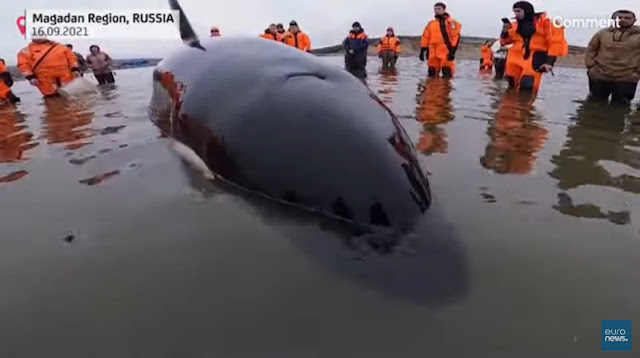 Διάσωση μωρού φάλαινας όρκας στη Ρωσία (βίντεο)