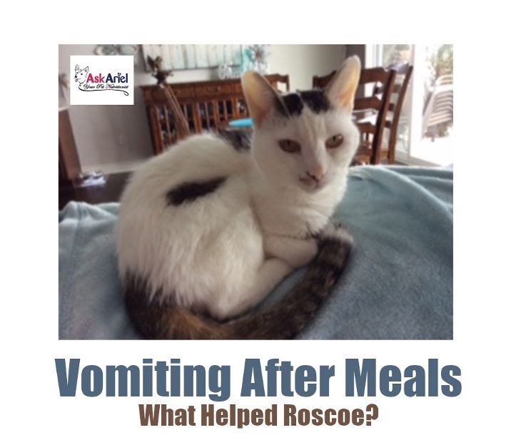 Natural Remedies For Cat Vomiting Help Senior Rescue Kitty Holistic