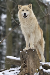 wolf arctic wolves loup snow gray 500px charming moon secrets golden alaska happy josef gelernter subspecies eyes greenland animaux canada