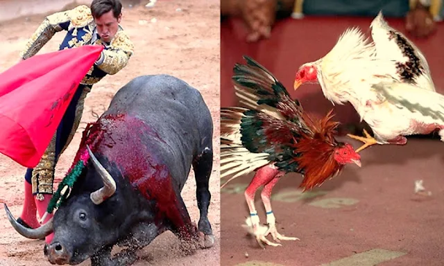Las corridas de toros y peleas de gallos seguirán vigentes en el Perú