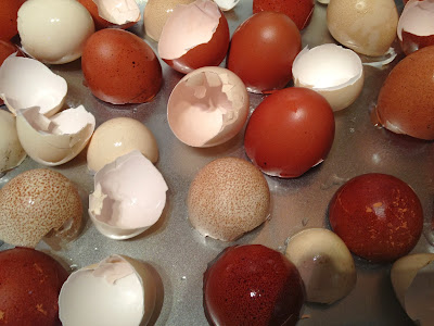 Eggshells washed and drying in oven.