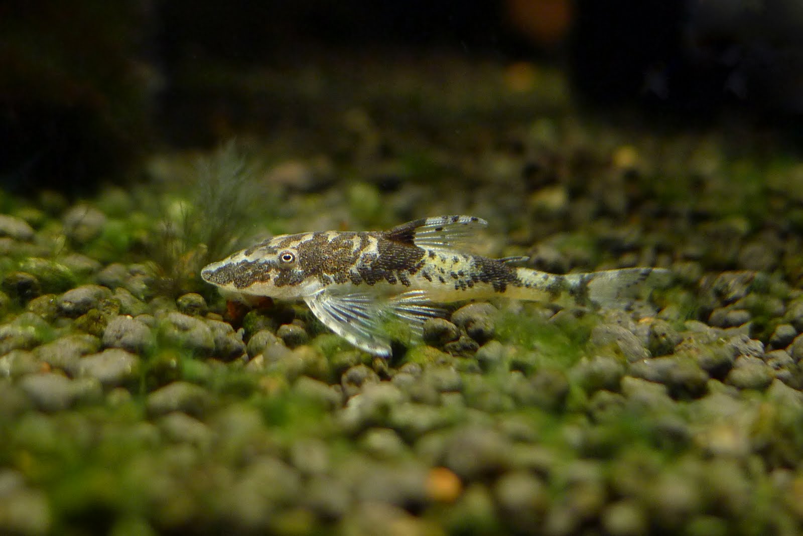 名燈天下 小靈精類 (二) (Species of Dwarf Suckermouth Catfish (2))