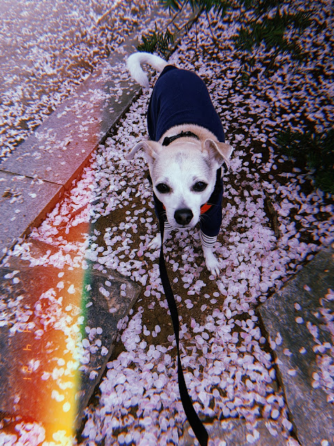 cherry blossom season