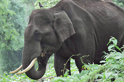 elephants Mature indian
