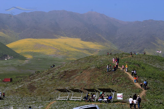 Reserva Nacional de Lachay