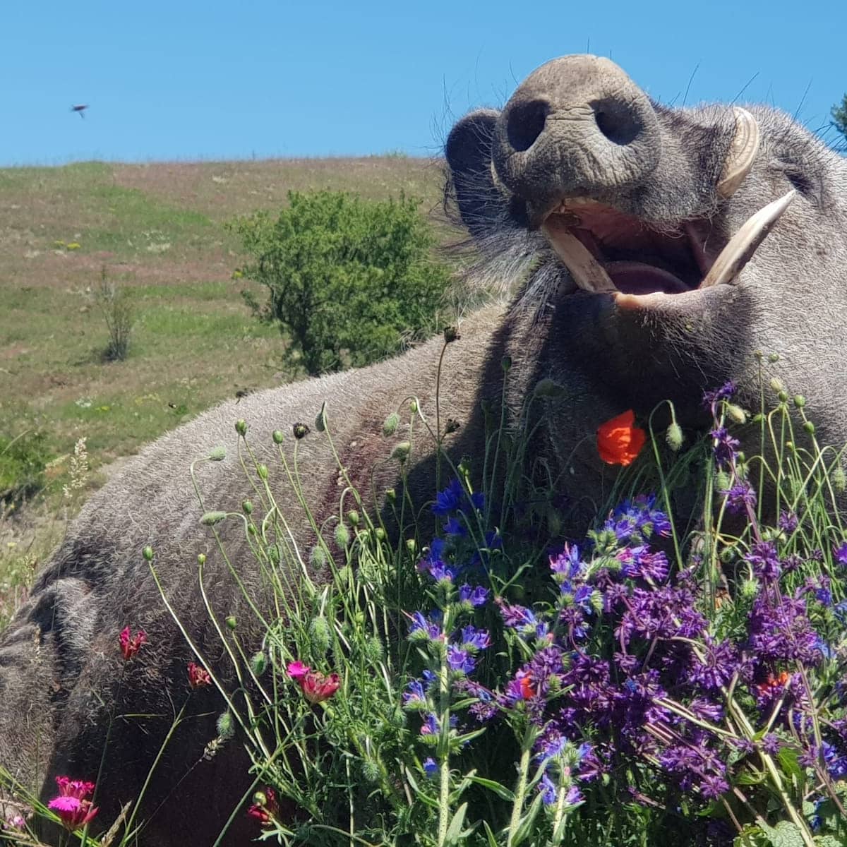 PİRİ HUNTING La chasse en Turquie Hunting in Turkey caza en