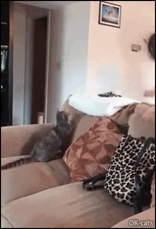 Amazing Cat GIF • In-cre-di-ble ! Graceful cat playing ball with hiw human. They're evolving... Amazing Cat GIF • In-cre-di-ble ! Graceful cat playing ball with hiw human. They're evolving...