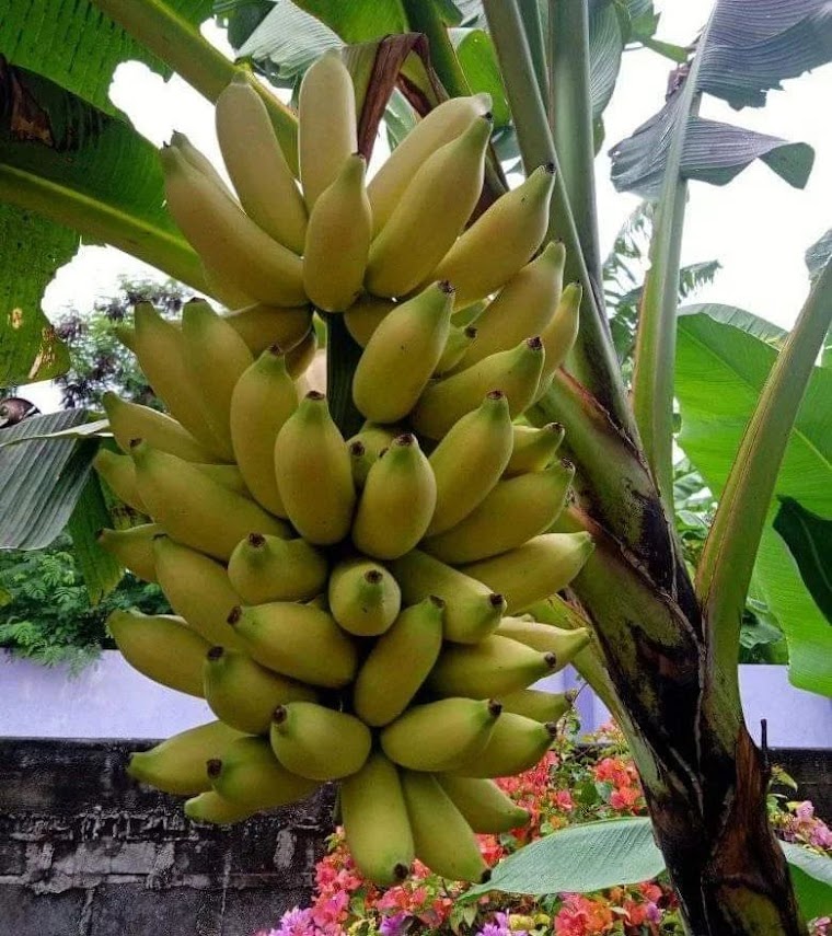 pohon pisang emas kirana murah meriah Simpang Tiga