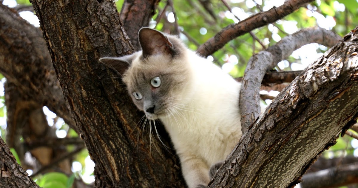 How to Keep An Indoor Cat Happy featuring Meow Mix Bistro Recipes