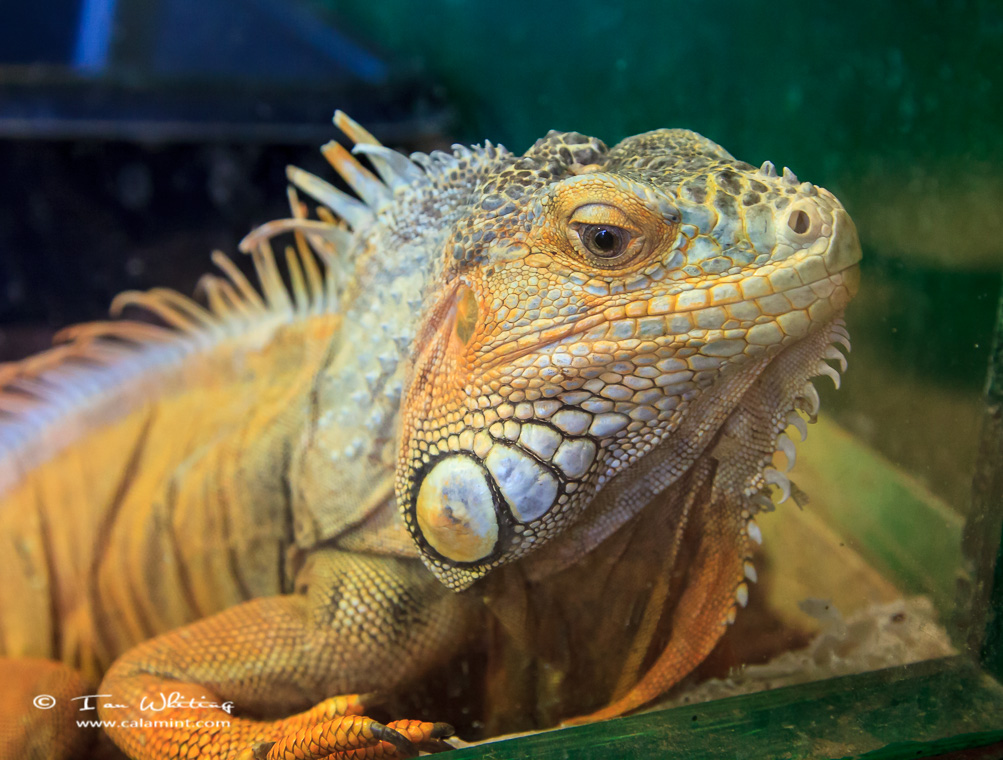Ian's Images Raptor Foundation, Huntingdon