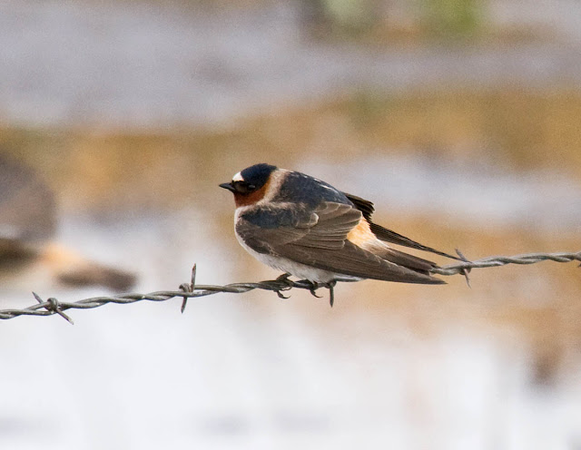 Cliff Swallow Cliff Swallow