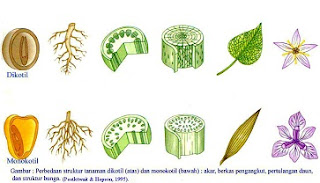 perbedaan daun dikotil dan monokotil,perbedaan akar dikotil dan monokotil,perbedaan batang dikotil dan monokotil secara anatomi,perbedaan batang dikotil dan monokotil dilihat dari strukturnya,