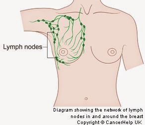 THE BREAST - LYMPH NODES