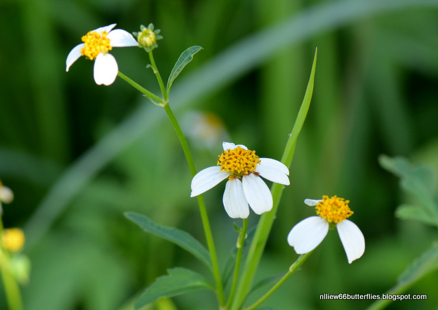 Bidens pilosa (all year)