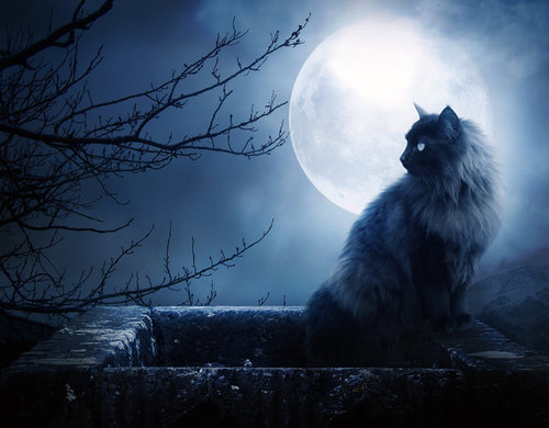 El gato y la luna