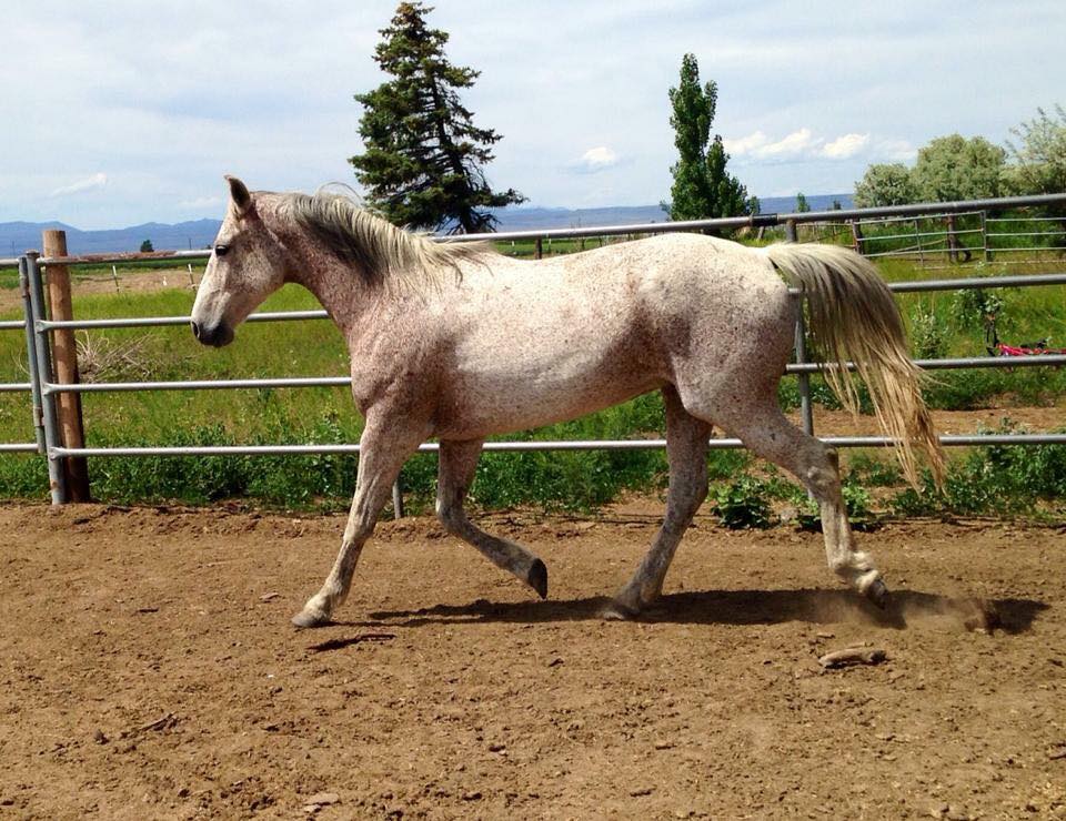 Hope and Horses Why Are White Horses Called Gray?