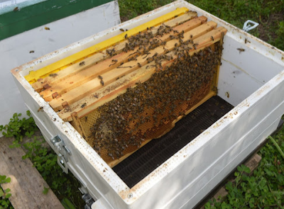 Σφίξιμο μελισσιών και τα χειρότερα λάθη: Πως γίνεται πιο αποτελεσματικά ο χειρισμός το χειμώνα;