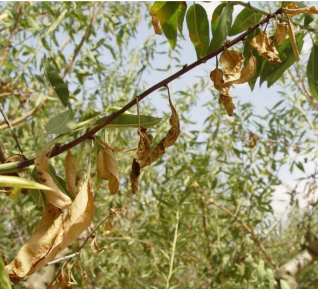 Φόμοψη ( Έλκος κλαδίσκων ) αμυγδαλιάς