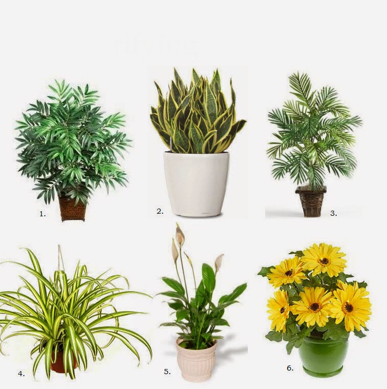 أفضل 6 نباتات منزلية لتنقية الهواء