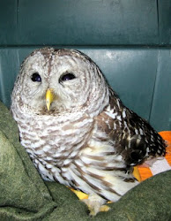 texas owl owls north barred poop bird screech west fly face night