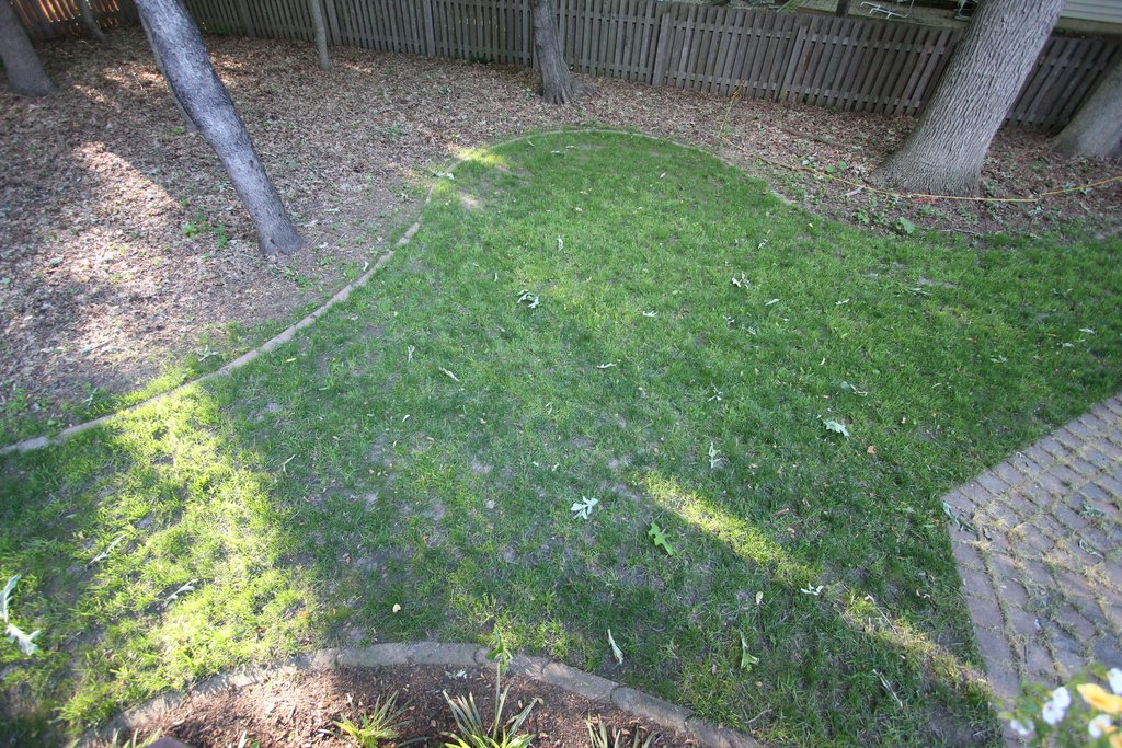 Adventures In Gardening: Backyard grass: eh