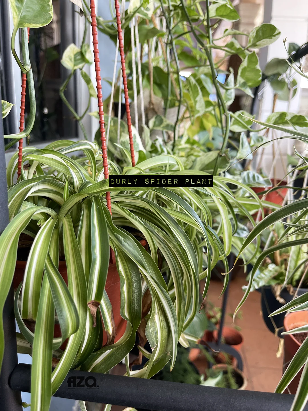 Curly Spider plant