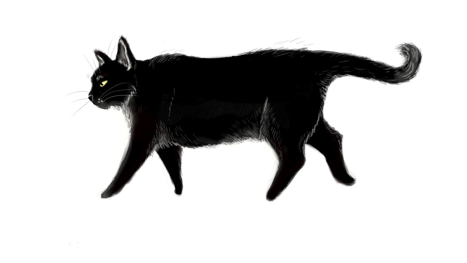 sketches and other thingies: Black cat...