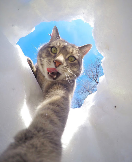 This Selfie Taking Cat Takes Better Selfies Than You