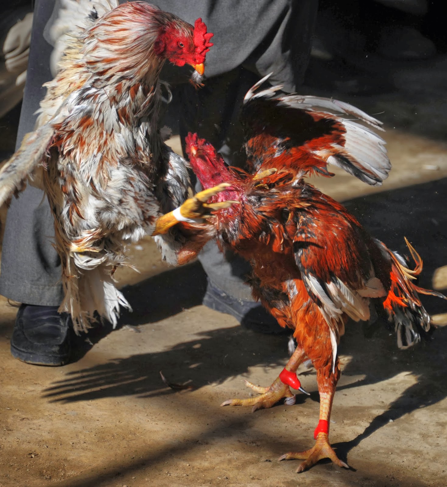 Cock fighting dominican republic