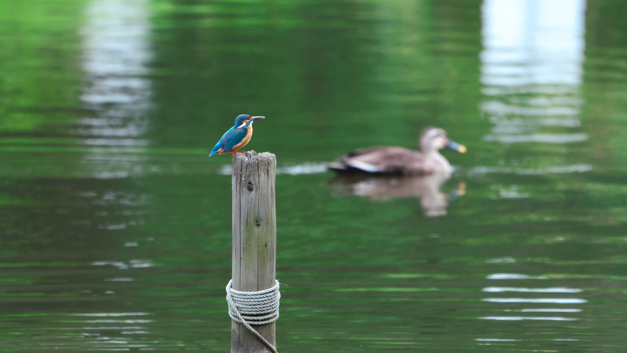 トンボは刺しますか?