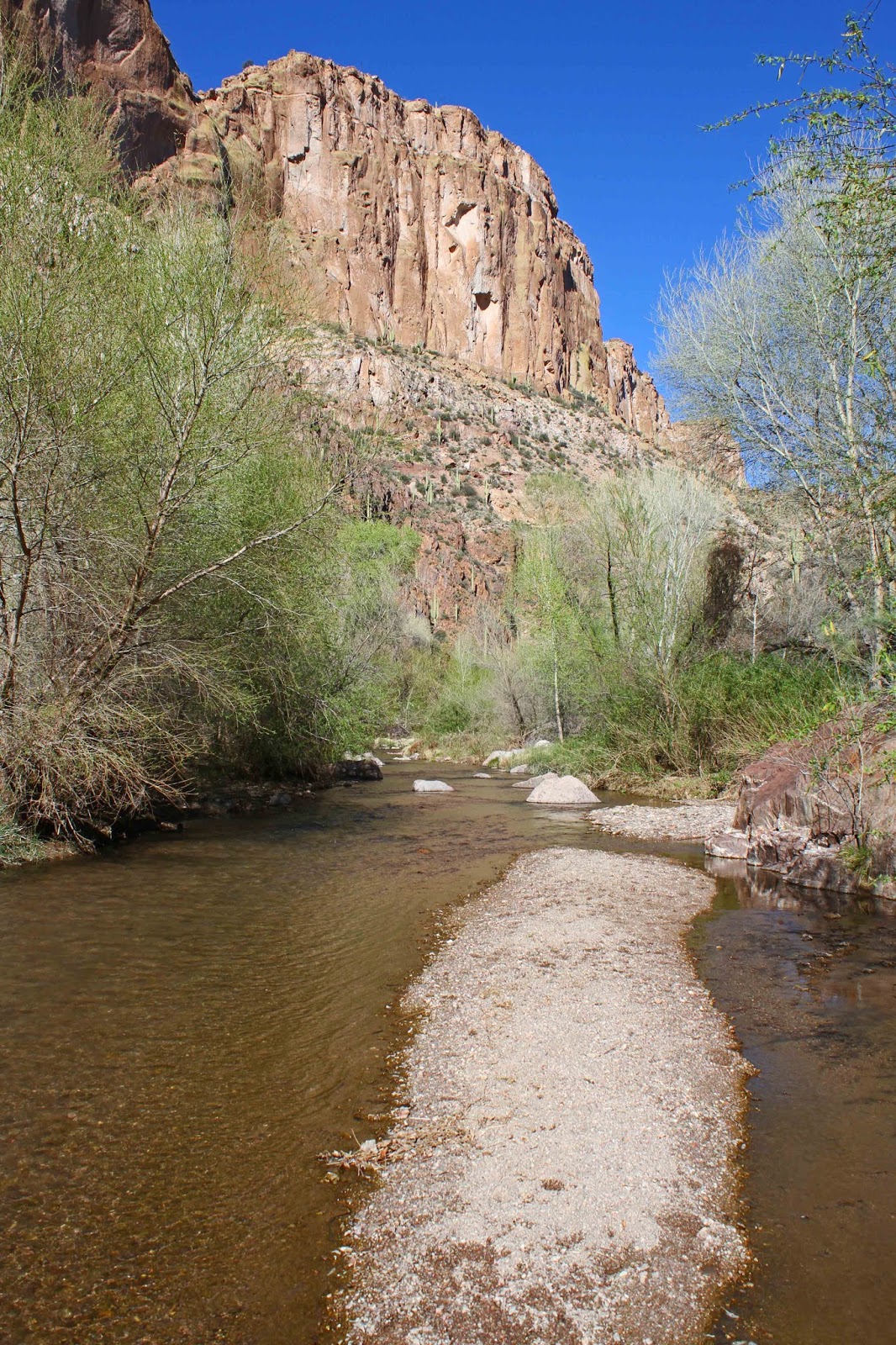 Once years before, i had glimpsed a mountain lion image