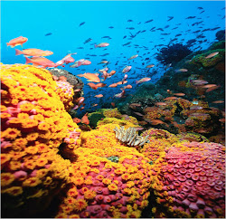 coral reef hd wallpapers wallpaper202 reefs desktop healthy cool