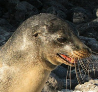 Sea Lion in the Galapagos Islands on the Volcanic Rocks