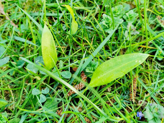 WILDKRÄUTERBRÖTCHEN AUS DER TEFAL CAKE FACTORY WILDKRÄUTERBRÖTCHEN AUS DER TEFAL CAKE FACTORY