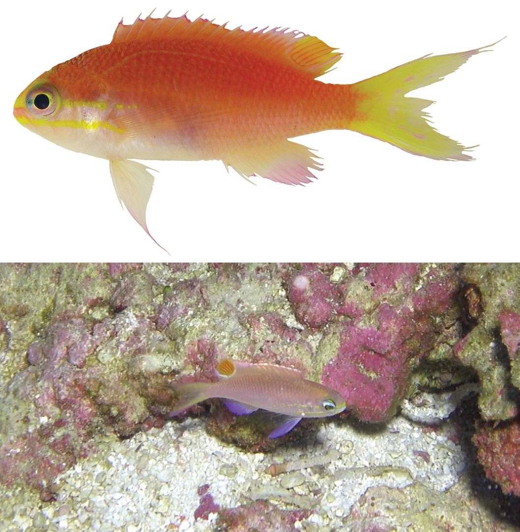 Species New to Science: [Ichthyology • 2016] Tosanoides obama • A New ...