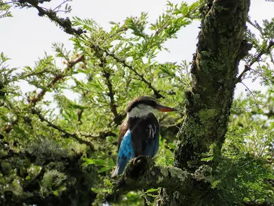 Ugandan Birds: Striped Kingfisher