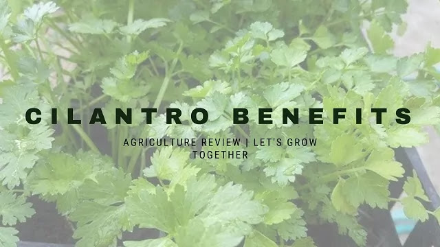 cilantro benefits