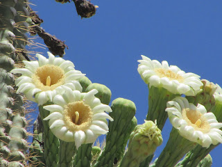 Saguaro Cactus Flower Photo
