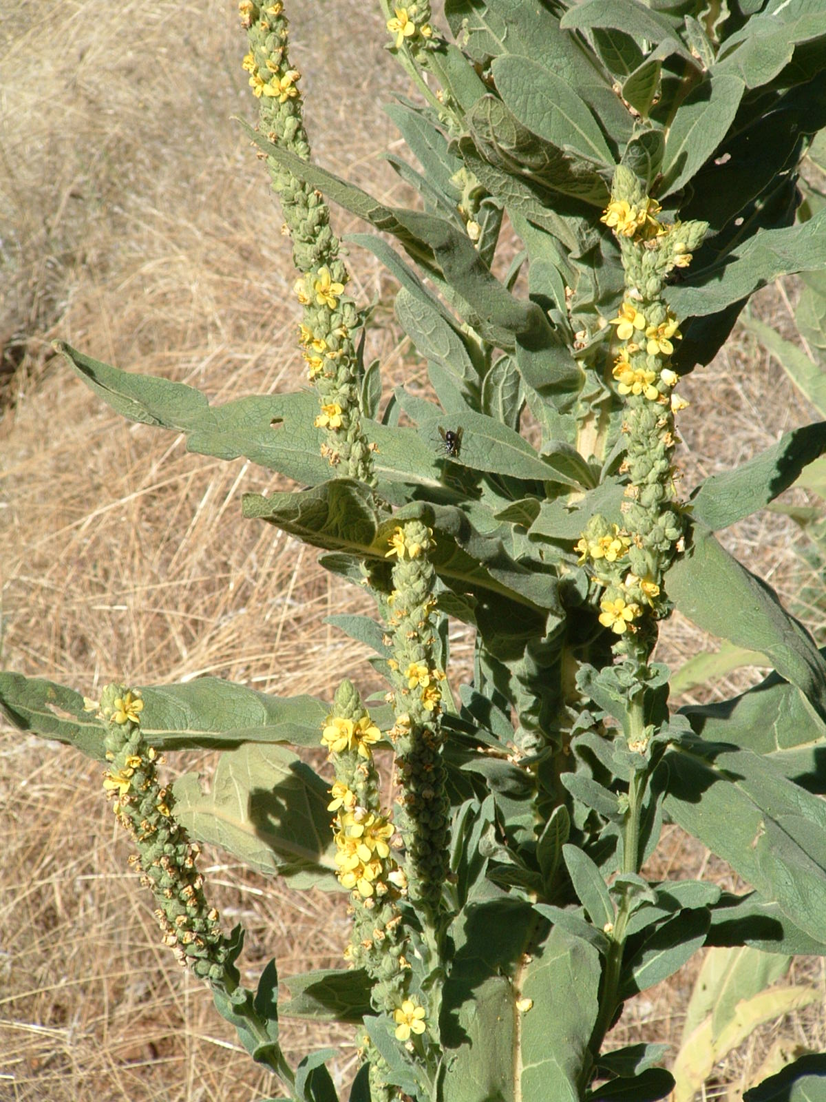joBeeArt Lambs Ear to Mullein