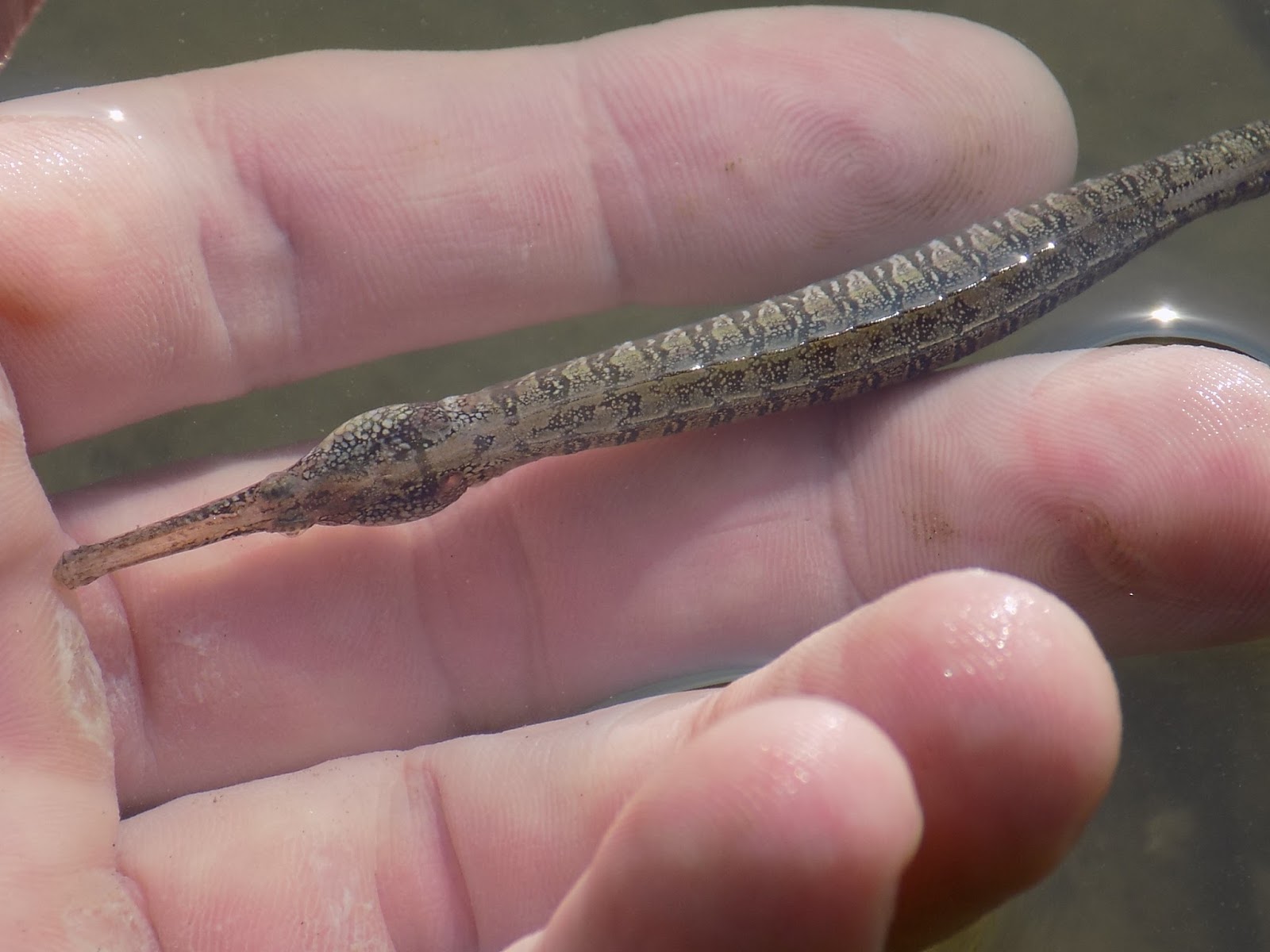 Cool Goby Blog Freshwater Pipefish A Must See