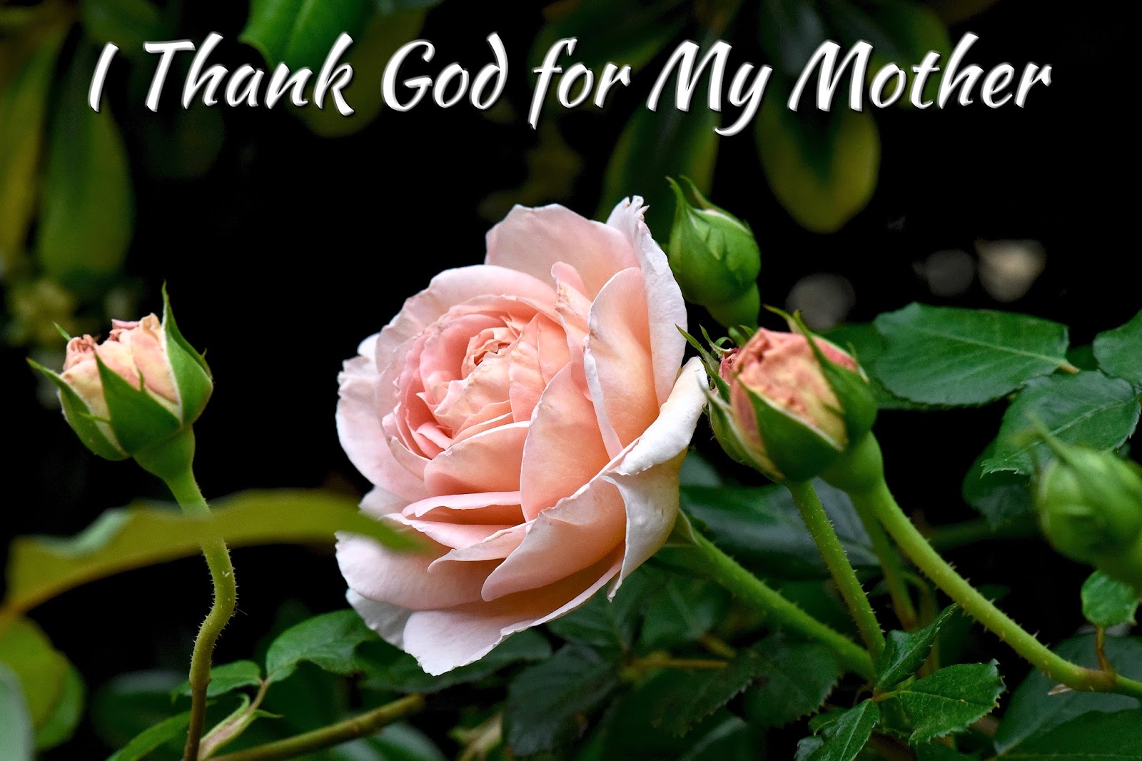 top-10-bible-verses-for-mothers-day-salt-and-light-blog