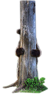 Urso na árvore em png Urso na árvore em png
