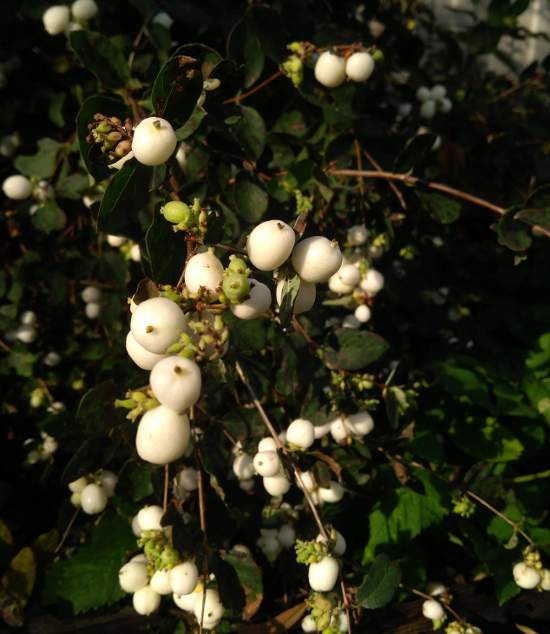 Singapore Plants Lover White Berry