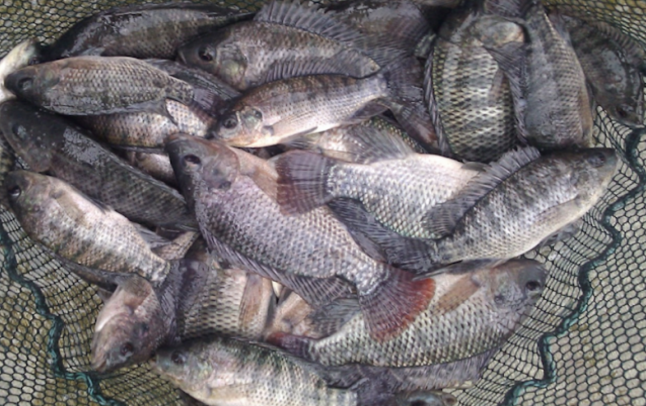 You Will Never Eat FarmedRaised Tilapia Again After Knowing How