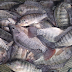 You Will Never Eat Farmed-Raised Tilapia Again After Knowing How Dangerous Is It