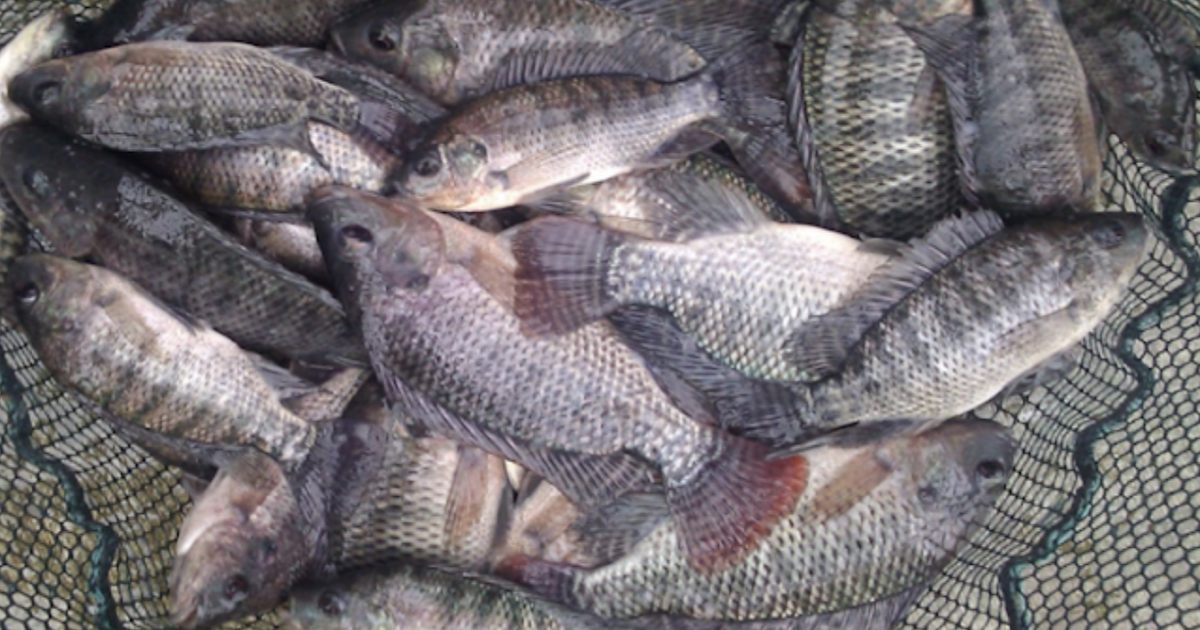 You Will Never Eat FarmedRaised Tilapia Again After Knowing How