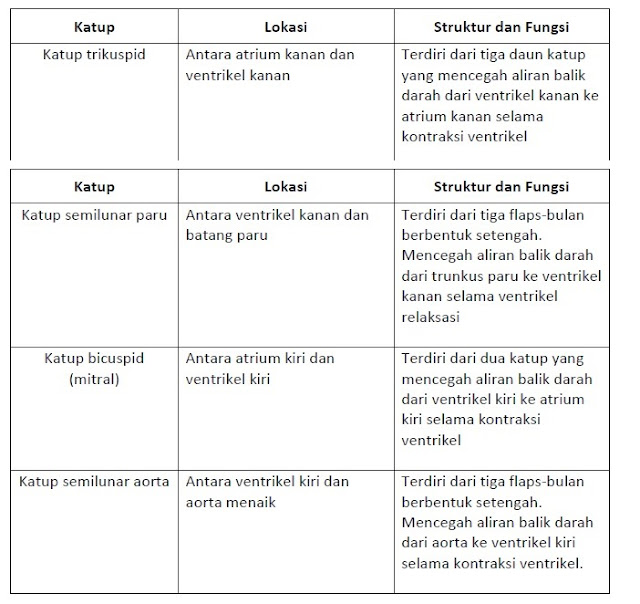 Lokasi, struktur dan fungsi katup jantung