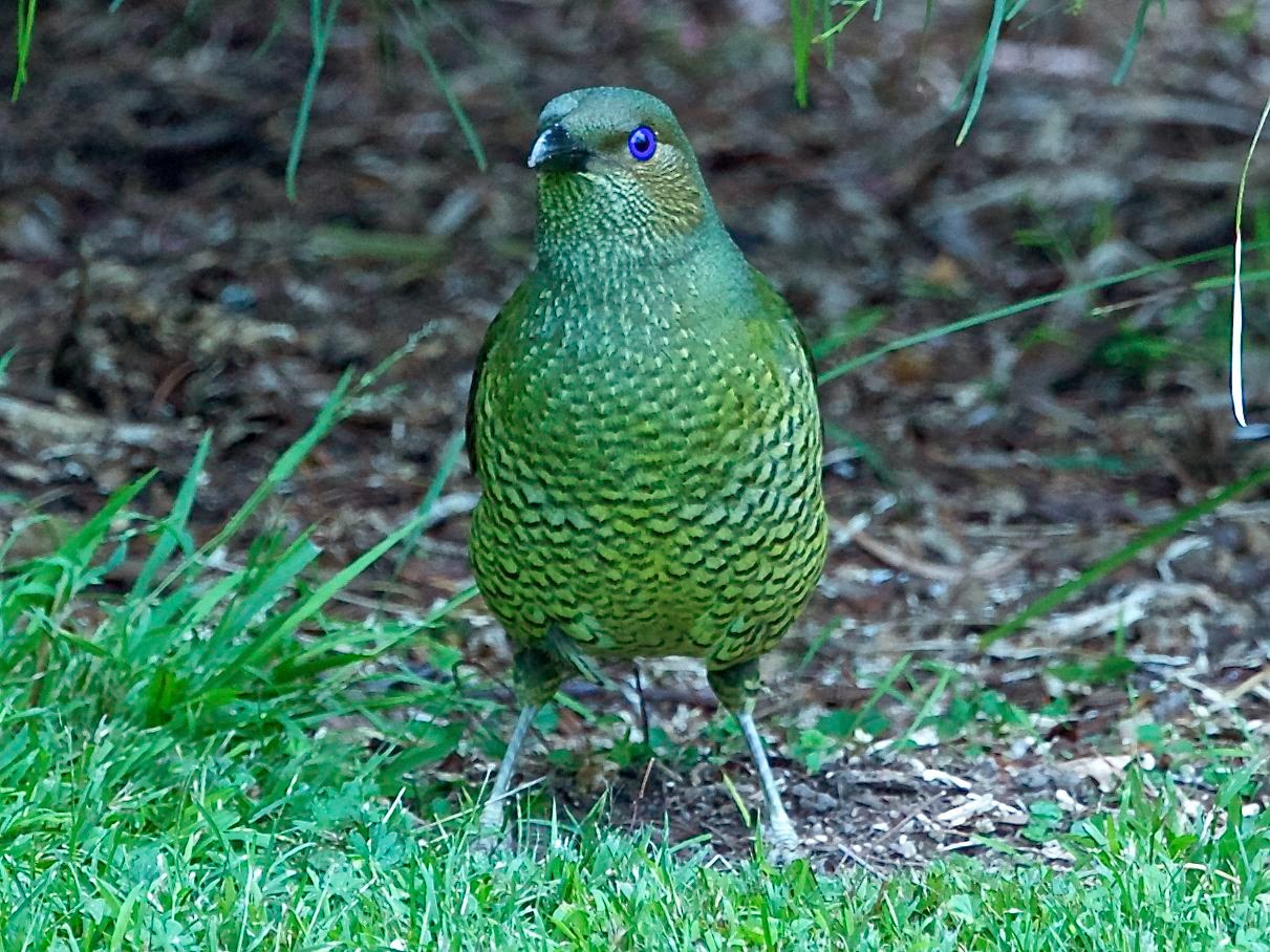 Avithera Feathers make the bird a look at juvenile, immature and