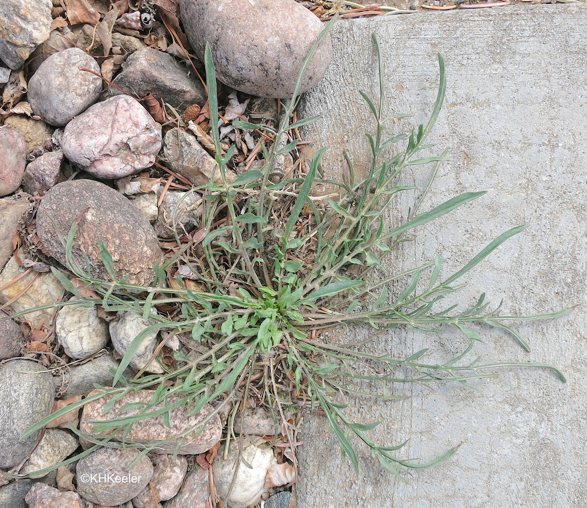 A Wandering Botanist: Plant Story–Cutleaf Vipergrass, Black Salsify
