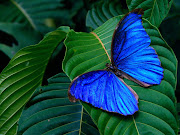 Blue Morpho Amathonte Butterfly on Leaves Wallpaper (blue morpho amathonte on leaves hd desktop background wallpaper)